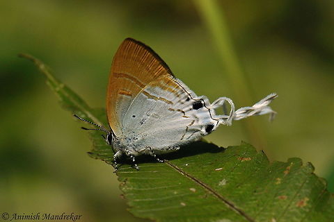 Fluffy Tit (Zeltus amasa)  Fluffy tit,Geotagged,India,Spring,Zeltus amasa