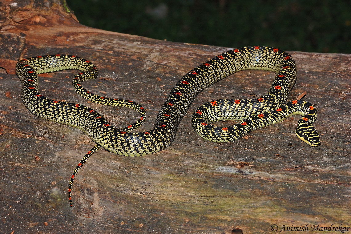 Ornate Flying Snake (Chrysopelea ornata) My favourite snake Chrysopelea ornata,Fall,Geotagged,India