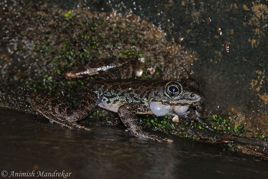 Assamese Cascade Frog (Amolops assamensis)  Amolops assamensis,Geotagged,India,Spring