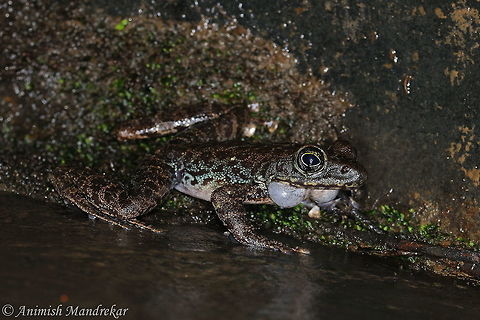 Assamese Cascade Frog (Amolops assamensis)  Amolops assamensis,Geotagged,India,Spring