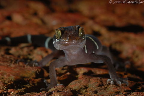 Deccan ground gecko (Geckoella deccanensis)  Deccan ground gecko,Geckoella deccanensis,Geotagged,India,Summer