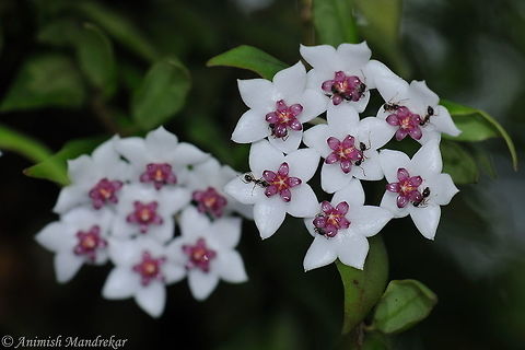 Wax flower (Hoya bella) This hoya is native to India, Thailand and Burma and it was described in 1905. It's a hoya best suitable for growing hanging. The leaves are small, lanceolate shaped about 3 cm long and 1 cm wide with a lowered center vein. Clusters of waxy white, pink centered, fragrant flowers. Small pointed leaves closely set on semi-trailing stems. The flowers are white with a pink/purple corona and have a nice fresh sort of perfume like fragrance. They are about 1.5 cm and normally you will wind 7-9 flowers in each umbel. The flowers grow at the tips of the veins, have no nectar, last about 8 days and this hoya drops its peduncles after the flowers. Hoya is a genus of 200-230 species of tropical climbing plants in the family Apocynaceae, native to southern Asia (India east to southern China and southward), Australia, and Polynesia. This genus was named by botanist Robert Brown, in honour of his friend, botanist Thomas Hoy. 

http://www.flowersofindia.net/catalog/slides/Miniature Wax Plant.html Geotagged,Hoya carnosa,India,Spring,Wax-plant