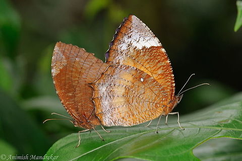 Common Palmfly (Elymnias hypermnestra) Mating pair of common palmfly butterfly Common Palmfly,Elymnias hypermnestra,Geotagged,India,Spring