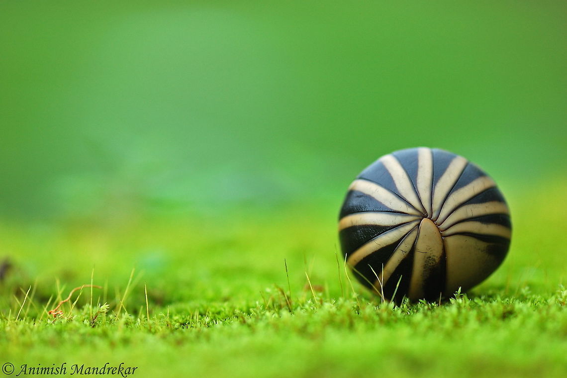 Pill Millipede (Arthrosphaera magna) Rolls up in defense Arthrosphaera magna,Geotagged,India,Summer