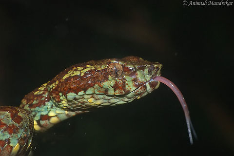 Malabar Pit Viper (Trimeresurus malabaricus)  Geotagged,India,Malabar pit viper,Summer,Trimeresurus malabaricus