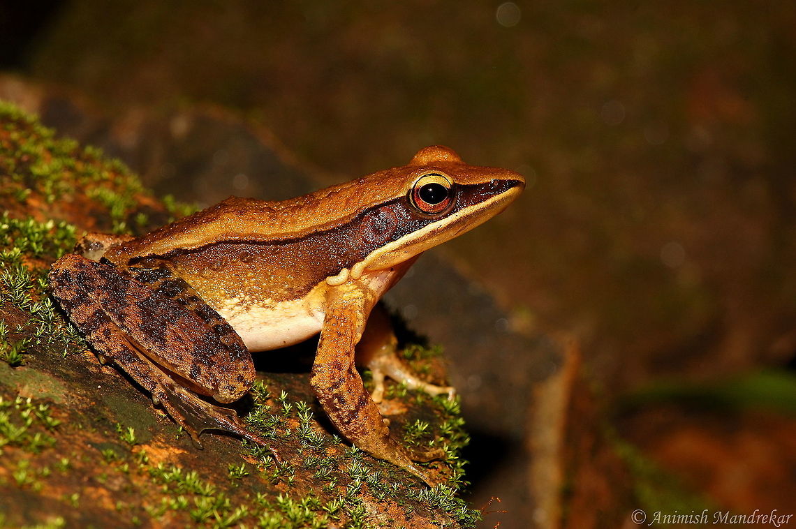 Bronzed Frog (Hylarana temporalis)  Bronze Frog,Bronzed frog,Common frog,Geotagged,Hylarana temporalis,India,Lithobates clamitans clamitans,Rana temporaria