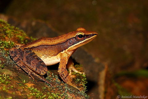 Bronzed Frog (Hylarana temporalis)  Bronze Frog,Bronzed frog,Common frog,Geotagged,Hylarana temporalis,India,Lithobates clamitans clamitans,Rana temporaria
