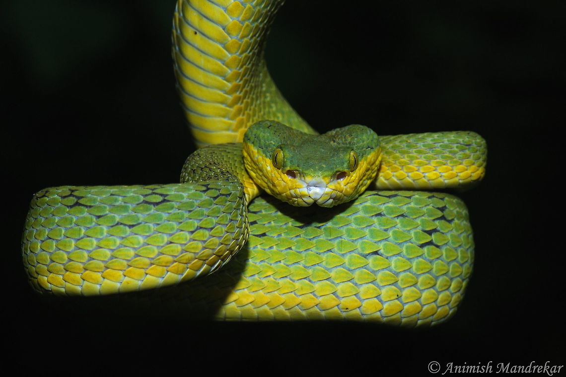 Bamboo Pit Viper (Trimeresurus gramineus) Ready to strick Bamboo viper,Geotagged,India,Summer,Trimeresurus gramineus