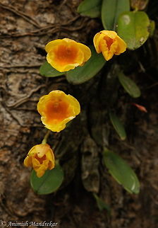 Jenkins's Dendrobium (Dendrobium jenkinsii)  Dendrobium jenkinsii,Geotagged,India,Jenkinss Dendrobium,Spring