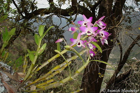 Noble Dendrobium (Dendrobium nobile)                                 Dendrobium nobile