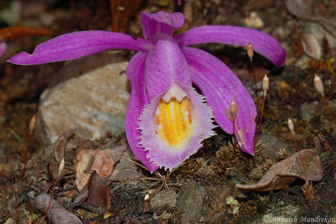 Early Blooming Pleione (Pleione praecox) Early Blooming Pleione is an epiphytic and lithophytic miniature orchid species with big, fragrant flowers. The flowers are quite large with pink petals around a tubular white lip, which is stained deep pink at the mouth and marked internally with yellow. Shortly cylindrical, maroon pseudobulbs, covered by greenish warts, carry 2 apical, narrowly elliptic-lanceshaped, pointed leaves. Early Blooming Pleione is from southwestern China, India, Nepal, Vietnam, north Thailand and Myanamar where it grows in primary highland cloud forests on mossy trees and the rocks below them at altitudes of 1500-3400 m. Pleione praecox