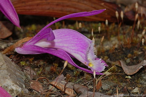 Early Blooming Pleione (Pleione praecox) Side view Pleione praecox