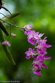 Fox Brush Orchid (Aerides maculosa) Fox Brush Orchid is a dwarf orchid species with crystalline pink, spotted magenta, fragrant flowers to 2cm. The spikes are arching to pendulous, to about 25cm long with many flowers. They occur mainly in Asia : the Indian subcontinent, Nepal, Southern China, SE Asia, the Philippines, New Guinea. They form pendulous racemes with many fragrant, long-lasting, waxy flowers, in white, (rarely) yellow, purple or pink colors, with a forward facing spur, growing on stout many-leaved stems from the leaf axils. The leaves grow distichously (in two vertical rows) The leaf margins are bilobed, while the apex is emarginate. Aerides maculosa,Geotagged,India