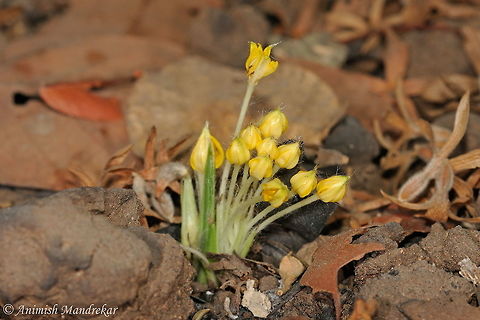 Golden Eye Grass (Curculigo orchioides)  Curculigo orchioides,Geotagged,India,Spring