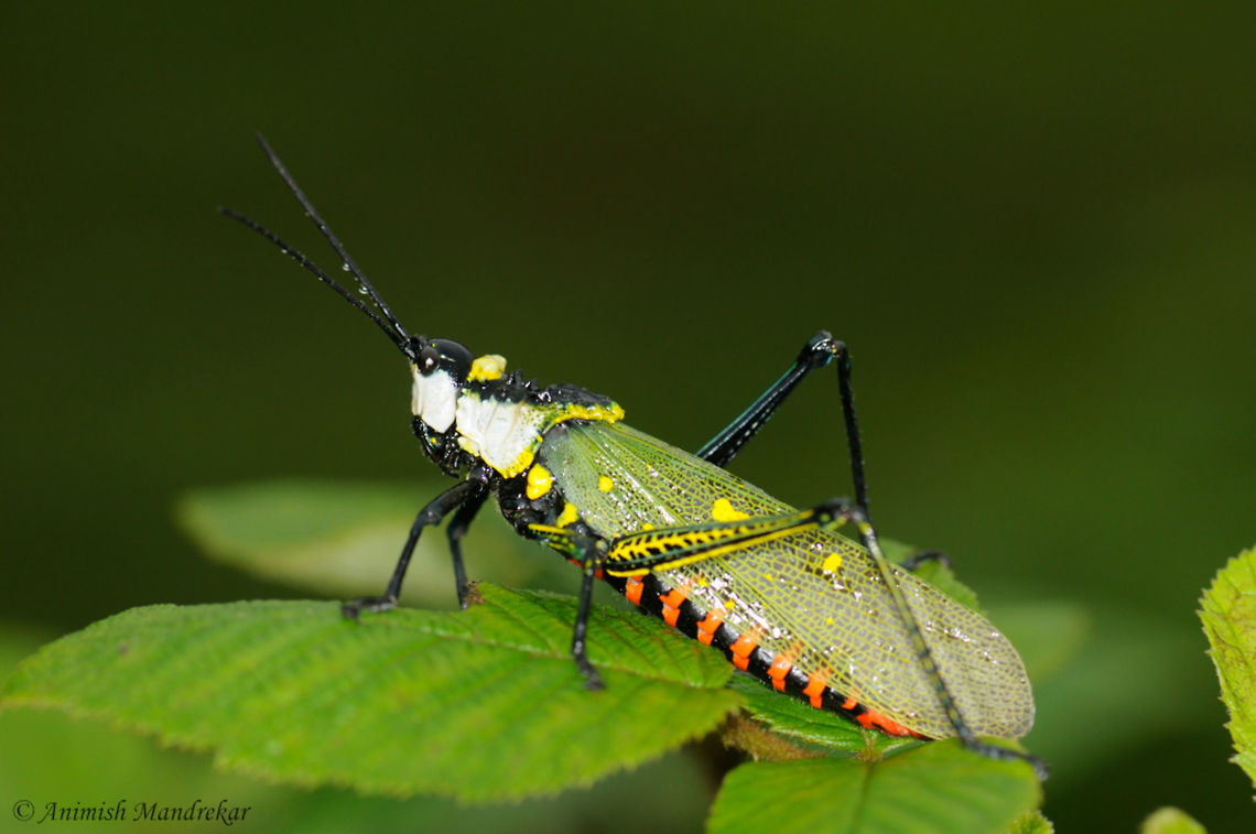 Coffee Locust (Aularches miliaris)  Aularches miliaris,Geotagged,India,Summer