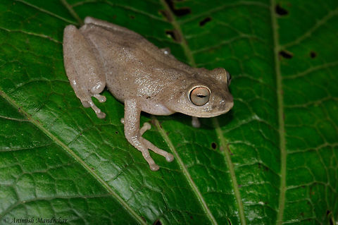 Ponmudi Bush Frog (Raorchestes ponmudi)  Geotagged,India,Ponmudi Bush Frog,Raorchestes ponmudi,Summer