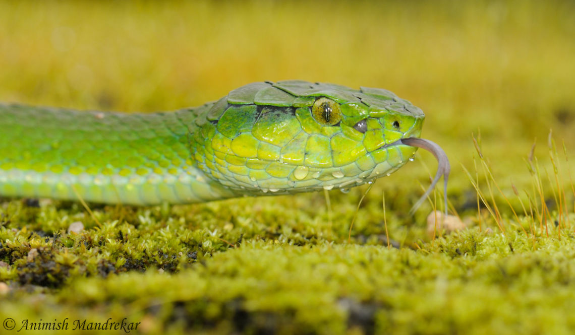 Large Scaled Pit Viper (Trimeresurus macrolepis)  Geotagged,India,Summer,Trimeresurus macrolepis