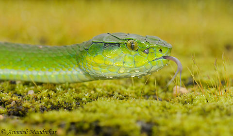 Large Scaled Pit Viper (Trimeresurus macrolepis)  Geotagged,India,Summer,Trimeresurus macrolepis