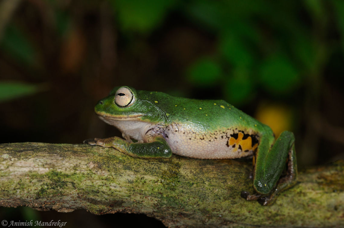 Yellow Bellied Bush Frog (Raorchestes flaviventris) Beauty from Western Ghats - the bio-diversity hotspot from India Geotagged,India,Raorchestes flaviventris,Summer