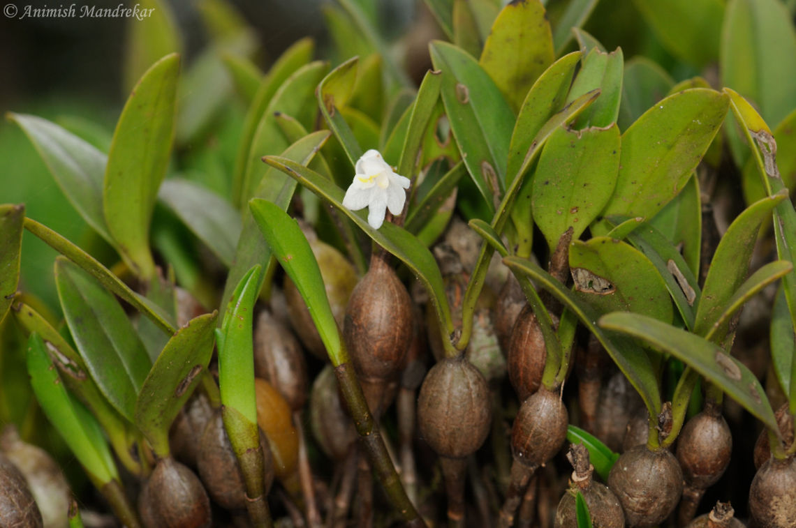Nilgiri Eria (Eria pauciflora) Nilgiri Eria is an orchid endemic to Southern Western Ghats. Flowering: August-September.<br />
<br />
Reference: <a href="http://www.flowersofindia.net/catalog/slides/Nilgiri" rel="nofollow">http://www.flowersofindia.net/catalog/slides/Nilgiri</a> Eria.html Eria pauciflora,Geotagged,India,Summer