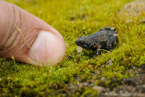 Anamalai Dot Frog (Ramanella anamalaiensis) One of the rare frog from biodiversity hotspot from India - Western Ghat. Very less is know about this beauty and it was rediscovered just 8 years ago. Just want to show the size by placing my thumb in the image. Geotagged,India,Ramanella anamalaiensis,Summer