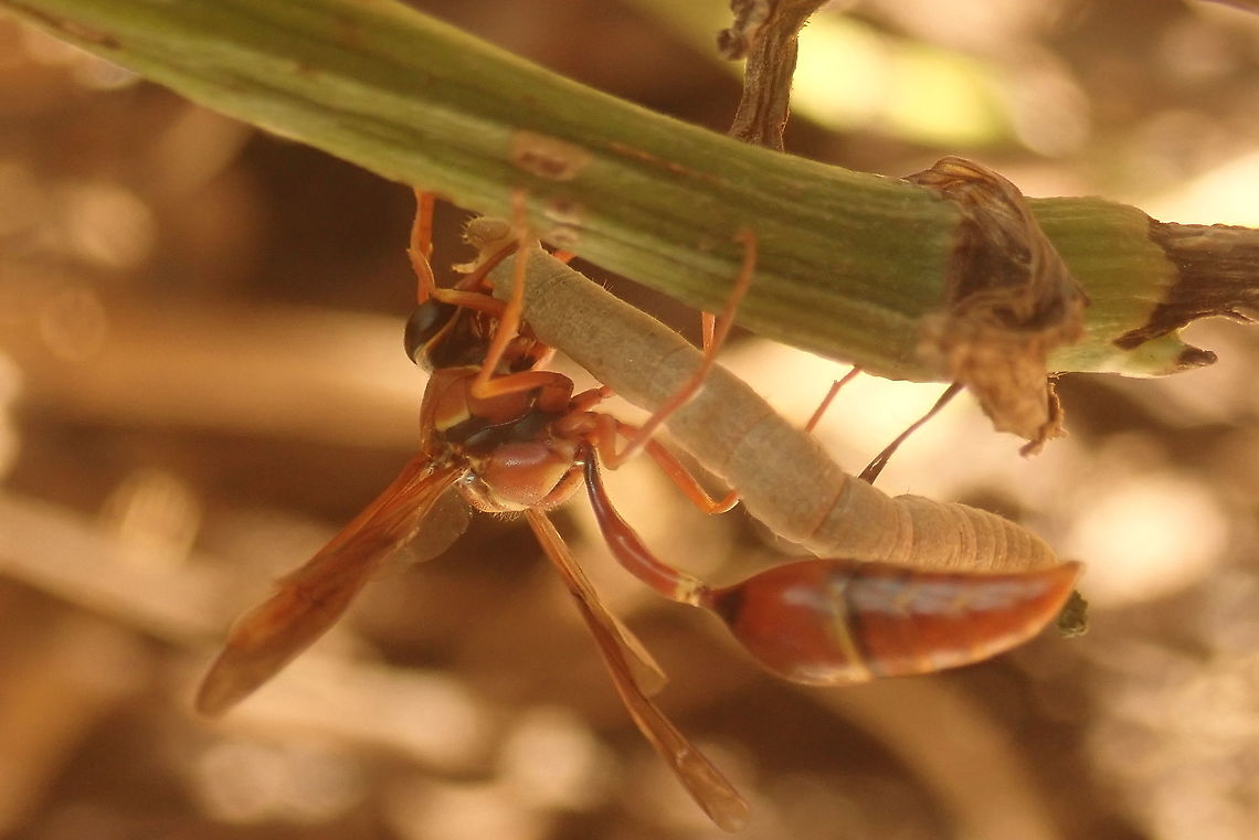 Potter wasp - Zeta argillaceum  Geotagged,Hymenoptera,Insects,Paraguay,Spring,Zeta,Zeta argillaceum,avispas,flying insects,himenópteros,káva,potter wasps,vespidae,véspidos,wasps