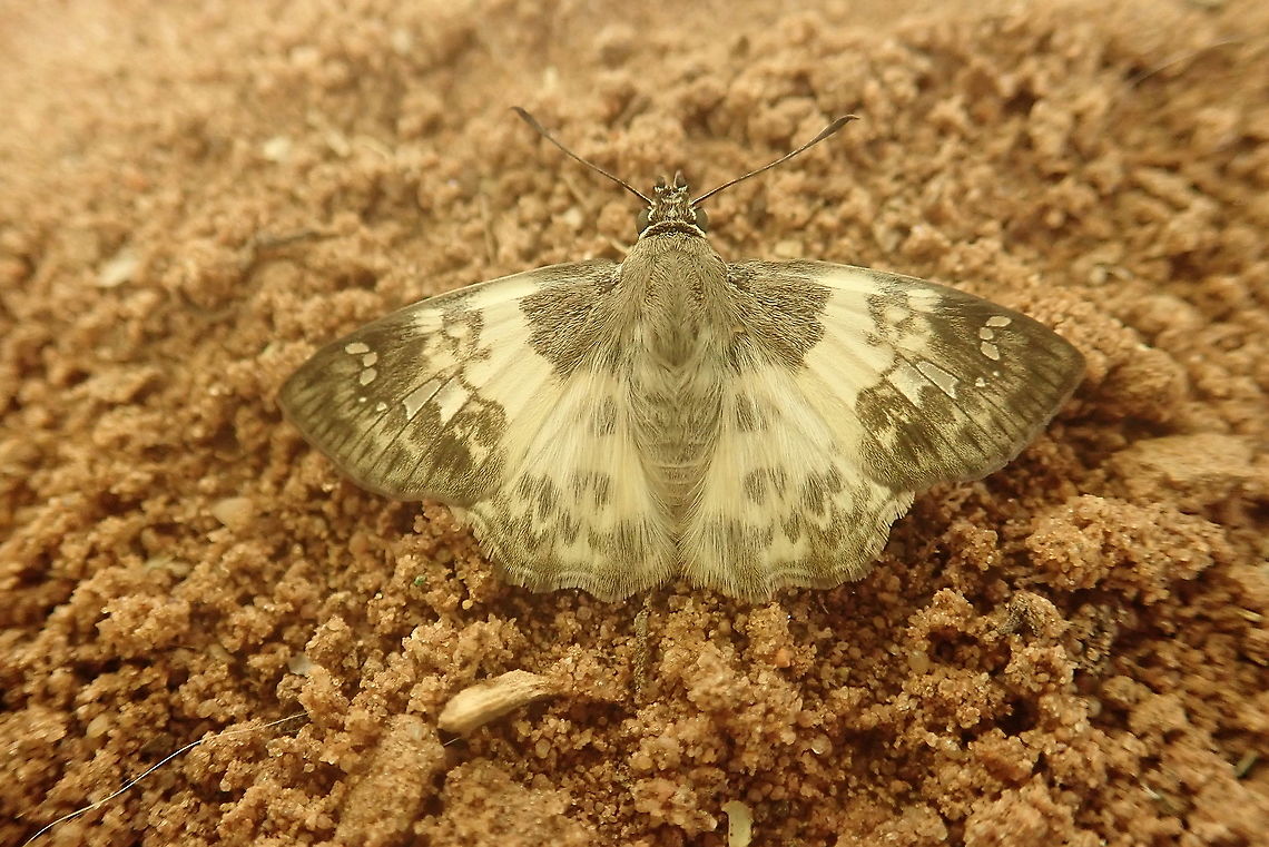 Polyctor Skipper Quite common in Paraguay. Barrero Grande,Dpto Central,Geotagged,Lepidoptera,Mariposas neotropicales,Paraguay,Polyctor polyctor,Summer,bugs of Paraguay,buterflies,panambi,papilion