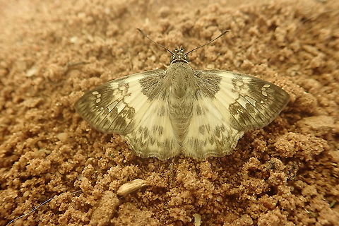 Polyctor Skipper Quite common in Paraguay. Barrero Grande,Dpto Central,Geotagged,Lepidoptera,Mariposas neotropicales,Paraguay,Polyctor polyctor,Summer,bugs of Paraguay,buterflies,panambi,papilion