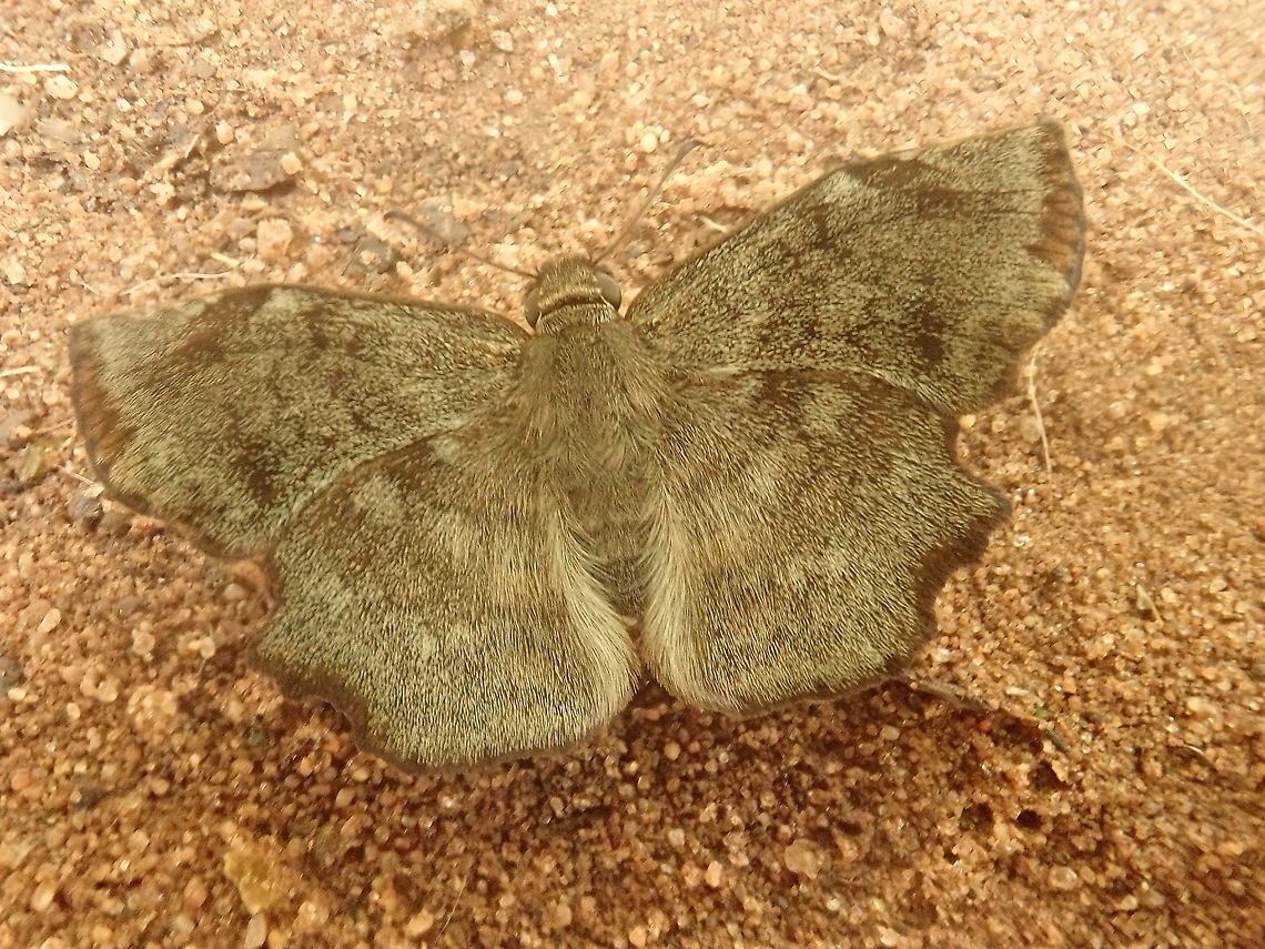 Antigonus erosus  Antigonus erosus,Barrero Grande,Dpto Cordillera,Geotagged,Hesperiidae,Lepidoptera,Paraguay,Summer,butterflies,mariposas del Paraguay,panambi,papilion,pyrginae