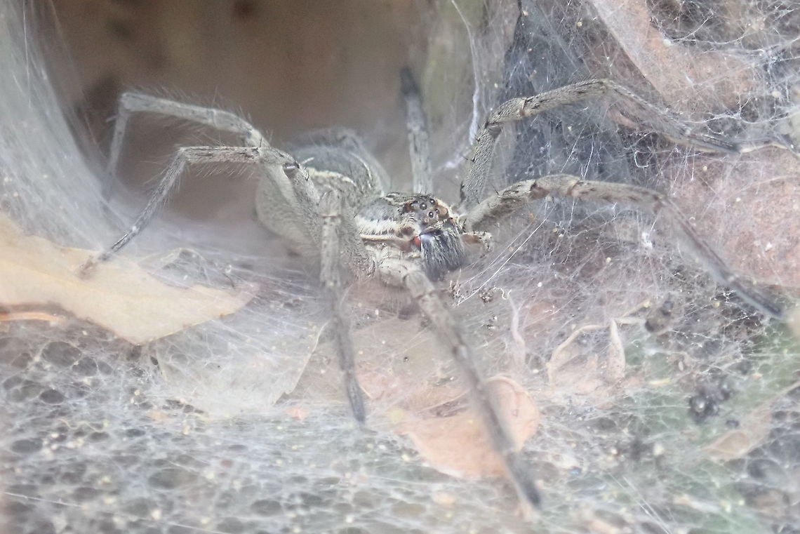 Aglaoctenus lagotis  Aglaoctenus,Aglaoctenus lagotis,Arachnida,Geotagged,Lycosidae,Paraguay,Spiders,Winter,arañas,ñandu