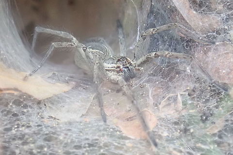 Aglaoctenus lagotis  Aglaoctenus,Aglaoctenus lagotis,Arachnida,Geotagged,Lycosidae,Paraguay,Spiders,Winter,arañas,ñandu
