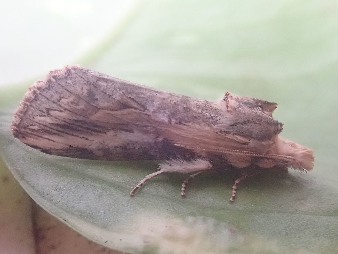 Moth  Geotagged,Paraguay,Winter,insectos,insects,moths,polillas