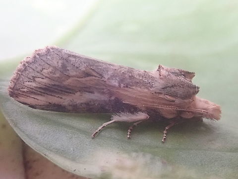 Moth  Geotagged,Paraguay,Winter,insectos,insects,moths,polillas
