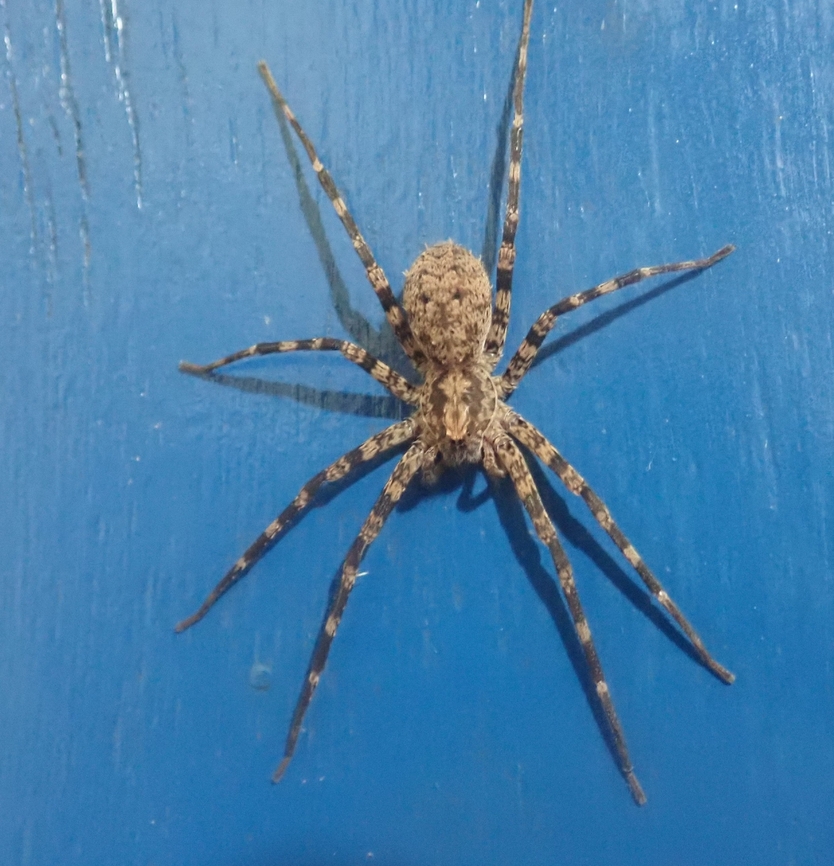 Acanthocteninae  Arachnida,Araneae,Ctenidae,Geotagged,Paraguay,Wandering spiders,Winter,arañas,spiders,ñandu