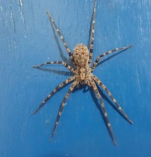 Acanthocteninae  Arachnida,Araneae,Ctenidae,Geotagged,Paraguay,Wandering spiders,Winter,ara&ntilde;as,spiders,&ntilde;andu