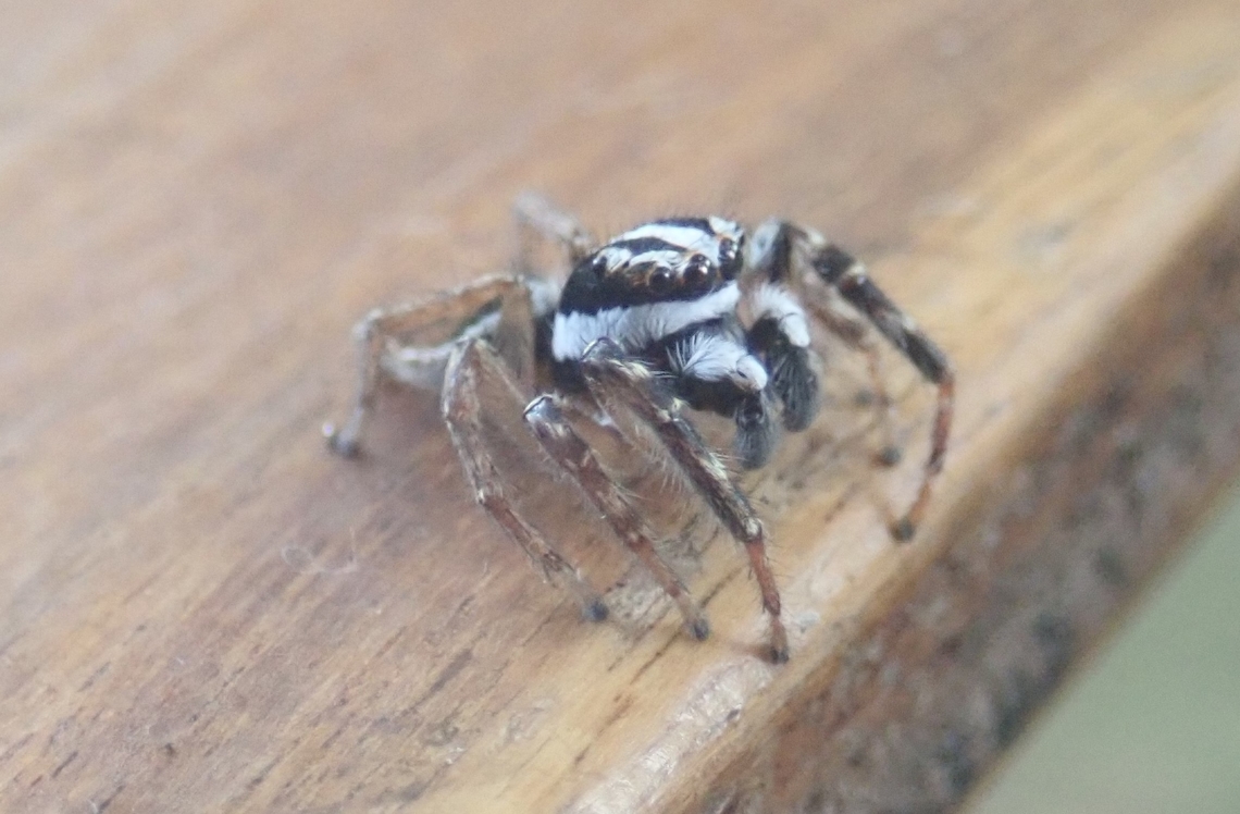 Subtribe Freyina  Arachnida,Arañas,Arañas_saltadoras,Geotagged,Jumping Spider,Paraguay,Spring,spiders,ñandu'i