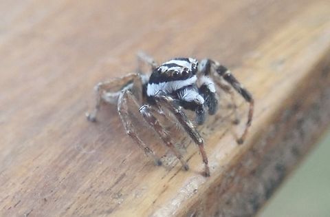 Subtribe Freyina  Arachnida,Arañas,Arañas_saltadoras,Geotagged,Jumping Spider,Paraguay,Spring,spiders,ñandu'i