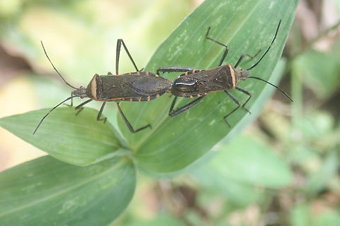 Phthiacnemia picta  Bugs,Geotagged,Insecta,Paraguay,Phthiacnemia picta,Summer,chinches,insectos