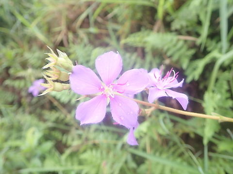 Melastomataceae  Barrero Grande,Dpto Corrdillera,Geotagged,Paraguay,Spring,Wildflowers,flores silvestres,native flowers