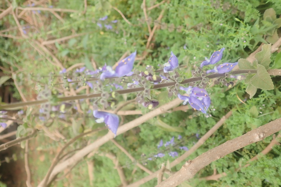 Woolly Plectranthus  Coleus barbatus,Geotagged,Paraguay,Winter,boldo brasileiro,boldo ga&uacute;cho,doliprane