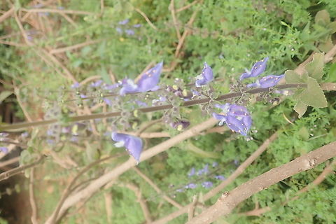 Woolly Plectranthus  Coleus barbatus,Geotagged,Paraguay,Winter,boldo brasileiro,boldo gaúcho,doliprane