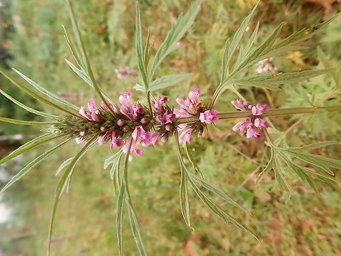 Common Motherwort  Geotagged,Leonurus cardiaca,Motherwort,Paraguay,Summer,Winter,agripalma,cardiaca,card&iacute;aca,cola de le&oacute;n,coraz&oacute;n duro,coraz&oacute;n real,mano de santa Mar&iacute;a,m&agrave; de Santa Mar&iacute;a,ortiga borde
