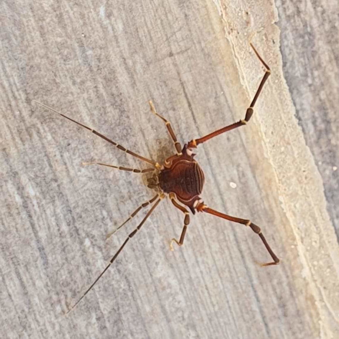 Krateromaspis_dilatata  Arachnida,Barrero Grande,Dpto Cordillera,Geotagged,Paraguay,arachnids,arácnidos,ñandu'i