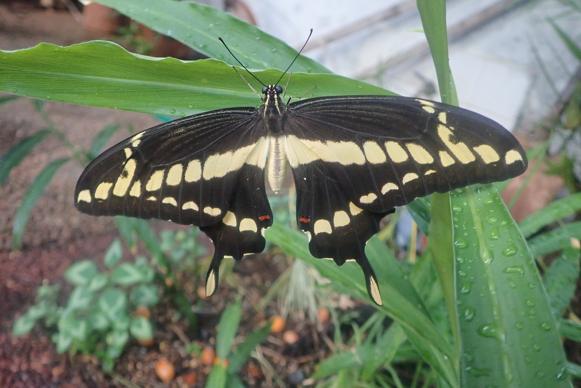 Thoas Swallowtail  Geotagged,Lepidoptera,Papilio thoas,Papilionoidea,Paraguay,Summer,Thoas swallowtail,butterflies,farfalle,mariposas,panambi,papillon