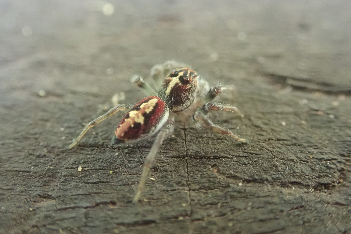 Frigga  Arachnida,Arañas,Arañas_saltadoras,Geotagged,Jumping spiders,Paraguay,Salticidae,Spiders,Spring,Ñandu'i