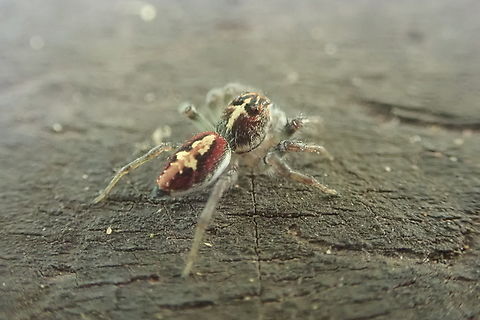 Frigga  Arachnida,Ara&ntilde;as,Ara&ntilde;as_saltadoras,Geotagged,Jumping spiders,Paraguay,Salticidae,Spiders,Spring,&Ntilde;andu'i