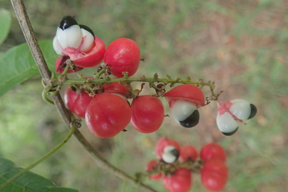 Paullinia elegans  Celeus elegans,Chestnut woodpecker,Doll's Eyes,Geotagged,Muñeca resa,Ojo de muñeca,Paraguay,Paullinia,Paullinia elegans,Sapindaceae,Summer