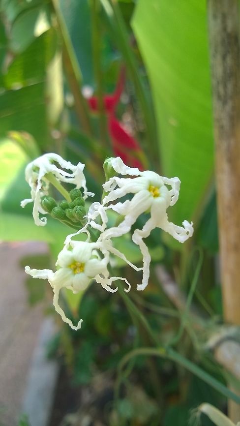 Yvy'a flower (Ceratosanthes Hilariana) In Guarani &ldquo;yvy'a&rdquo;, fruit of the earth, an inconspicuous vine that grows in the Paraguayan Chaco. It produces an aqueous tuber which can grow to half a meter in size. It is sought after in dry season as a source for water. During the Chaco War (Bolivia - Paraguay 1932/35), soldiers would dig them up and squeeze out the juice to drink. Lives were saved.  Ceratosanthes hilariana,Geotagged,Paraguay,Winter,cucurbitaceae,vine