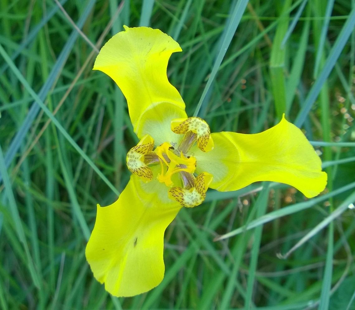 Cypella armosa Iridaceae. It looks like grass, grows amongst grass in open pastures, and has a 30 to 50 cm length thin stalk, scarcely any leaves, a onion like marble sized bulb. It flowers in summer. <a href="http://www.pybio.org/en/3079/iridaceae/" rel="nofollow">http://www.pybio.org/en/3079/iridaceae/</a> Geotagged,Paraguay,Summer