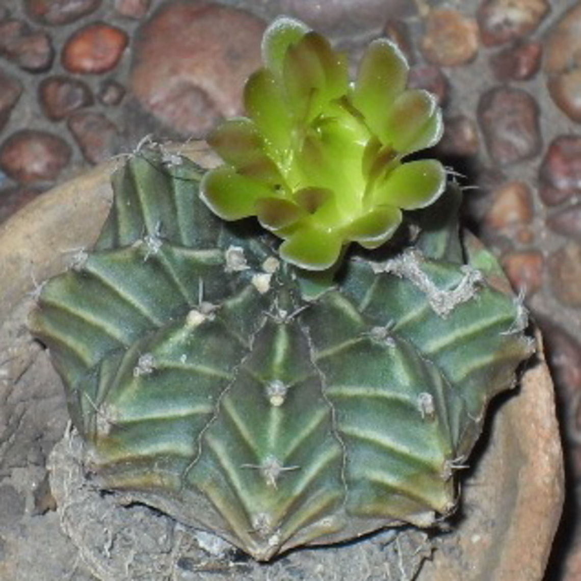 Gymnocalycium mihanovichi An endemic cactus of the Paraguayan Chaco. Cactus,Chaco,Geotagged,Paraguay,Spring,Wildflowers,flow